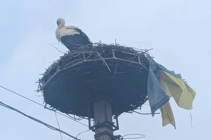 Лелека з українським прапором у гнізді