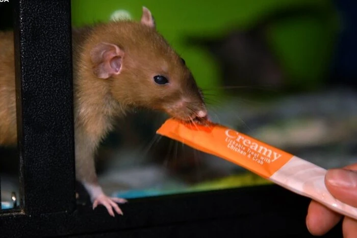 A woman keeps seven rats at home