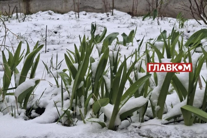 Весняні заморозки погіршують врожай в Україні