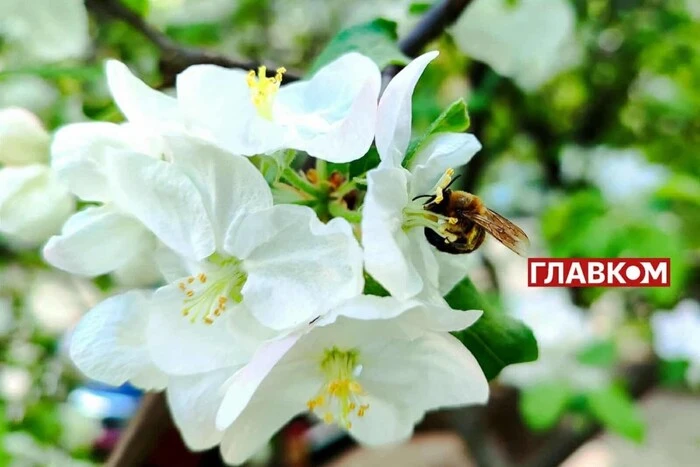 Безопади на 28 квітня в Україні