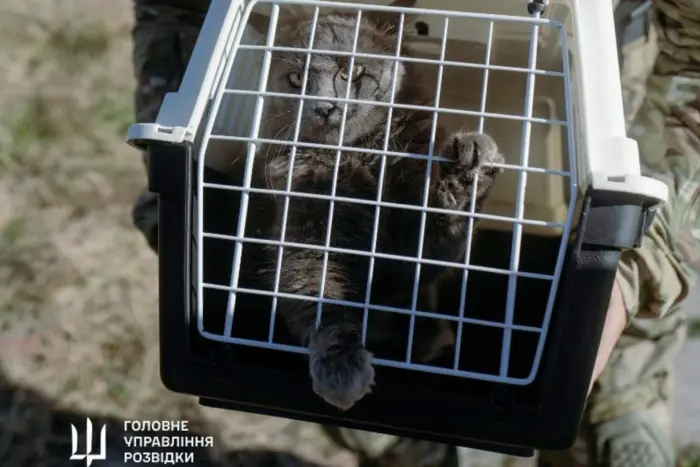 Эвакуация 15 котов и котят с Змеиного