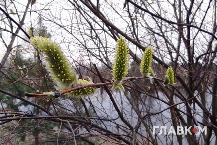 зображення вербної гілки у пасхальній композиції